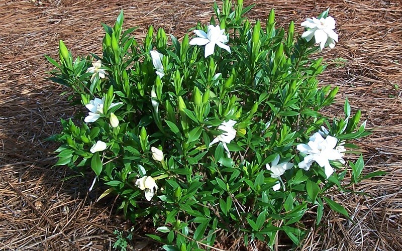Frost Proof Gardenia