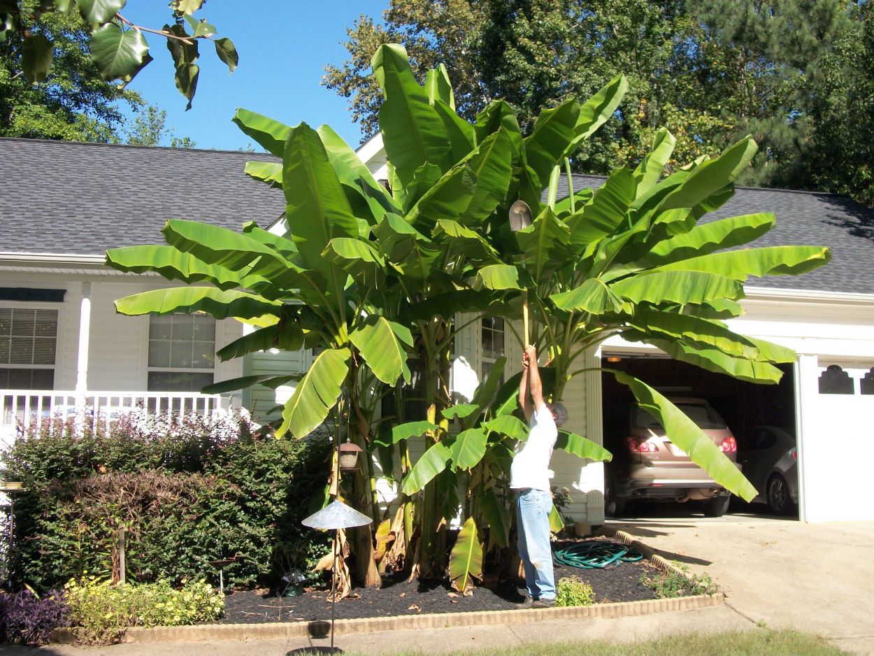 Banana Trees The Quick Guide to Winterizing