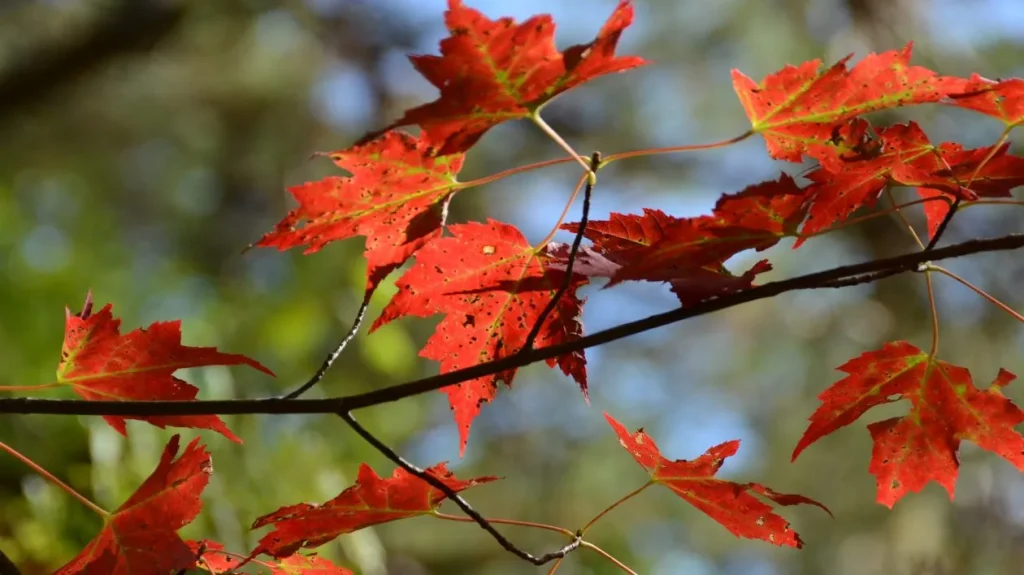 Maple Tree in Autumn