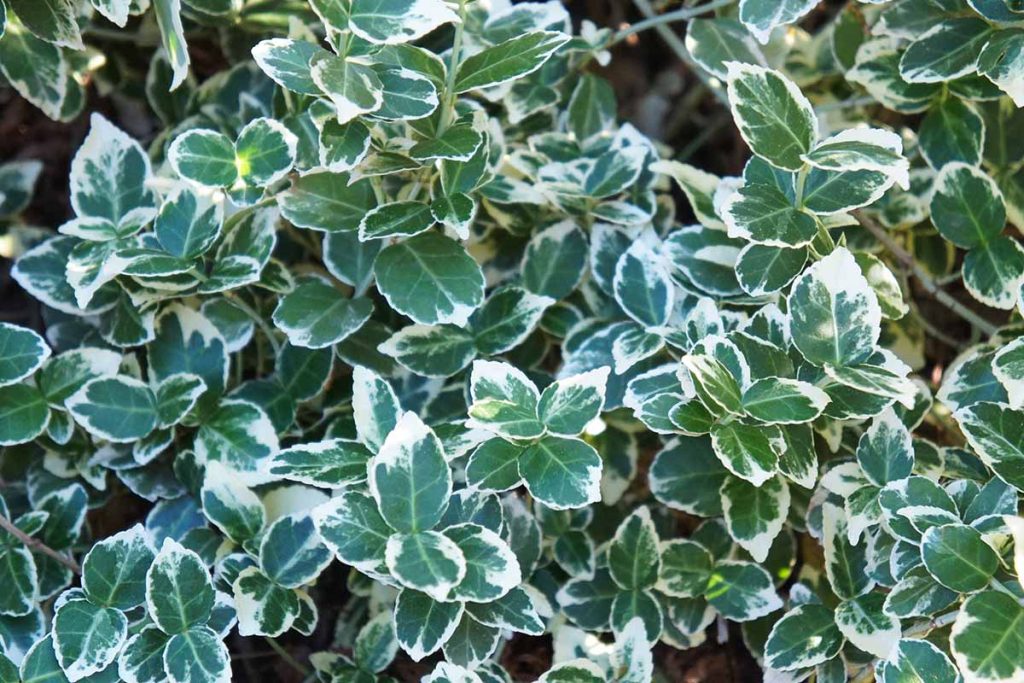 Euonymus Bush