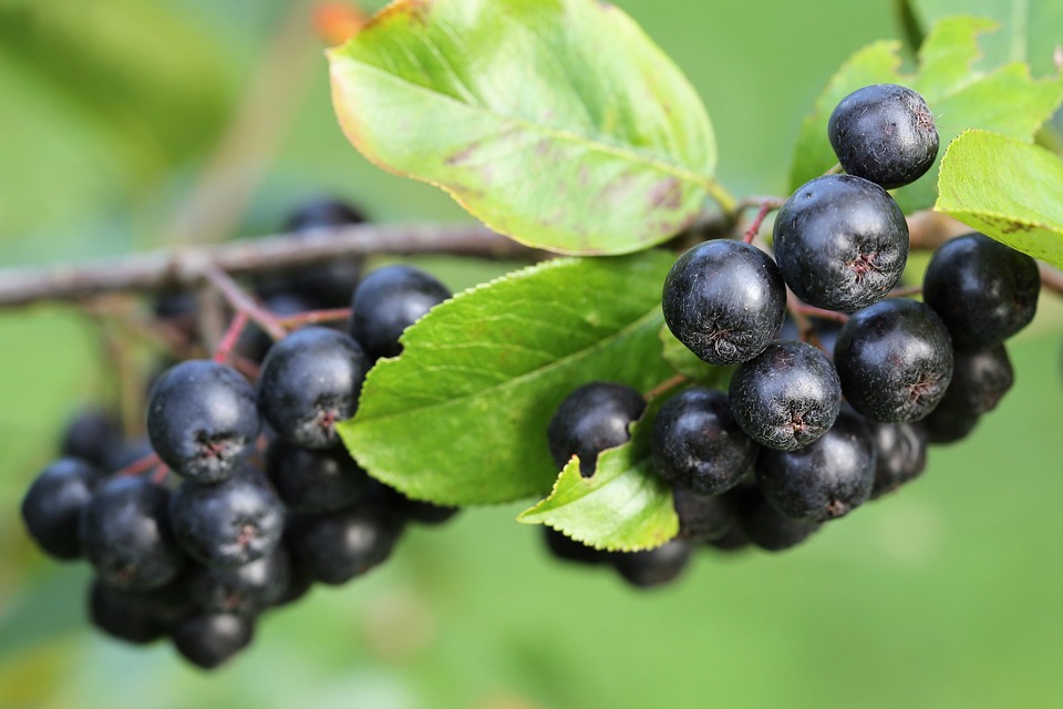 Aronia