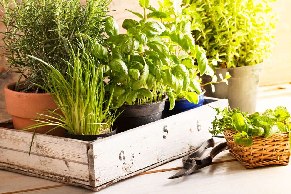 Indoor Herb Gardening