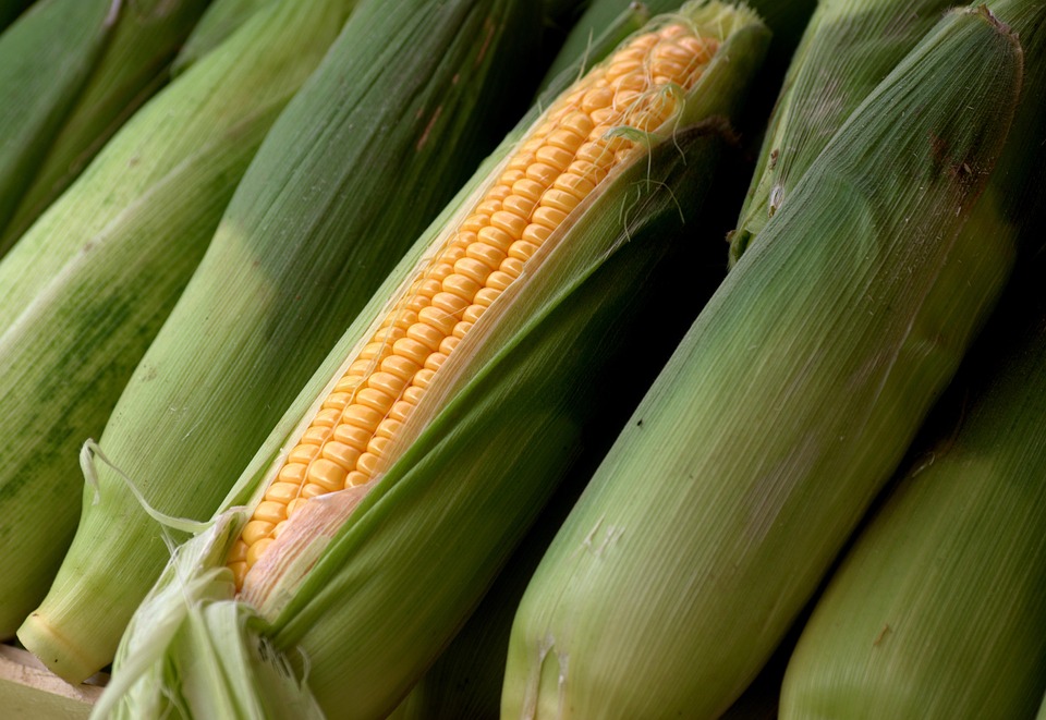 Growing Corn