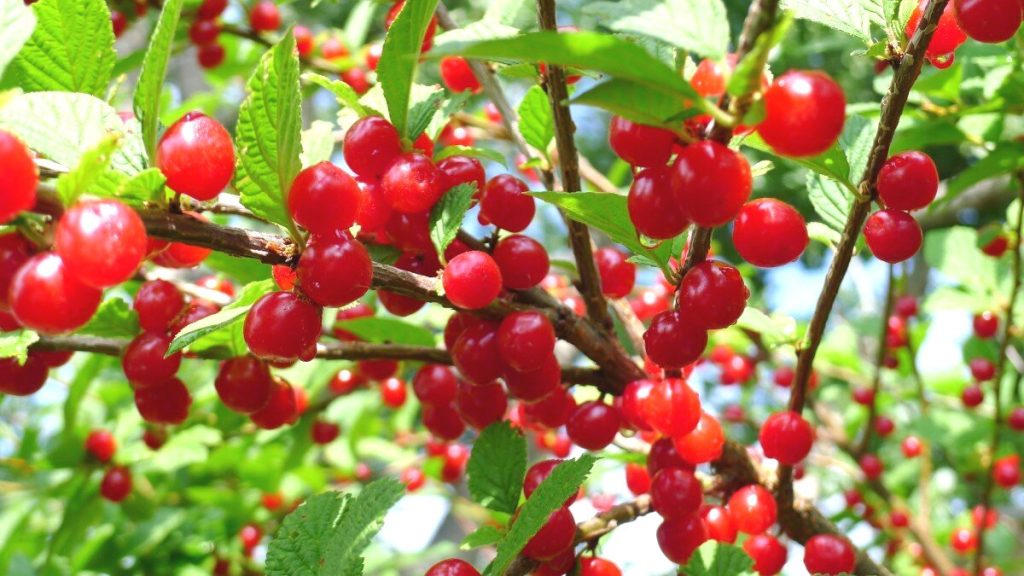 Nanking Cherry Tree
