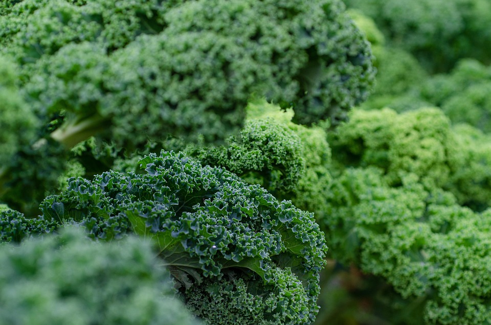Growing Kale