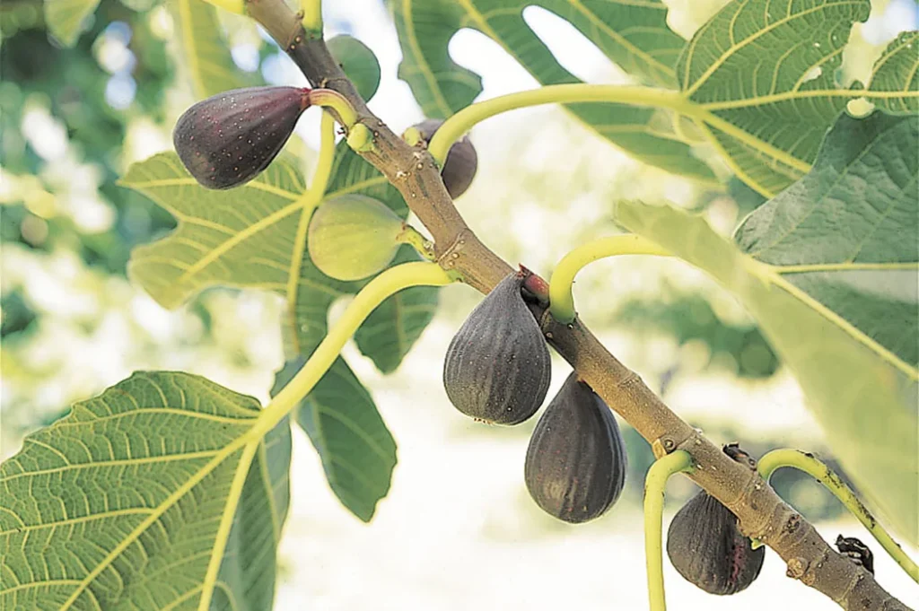 Violette de Bordeaux Fig Tree