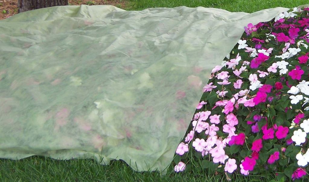 Frost Blanket in May