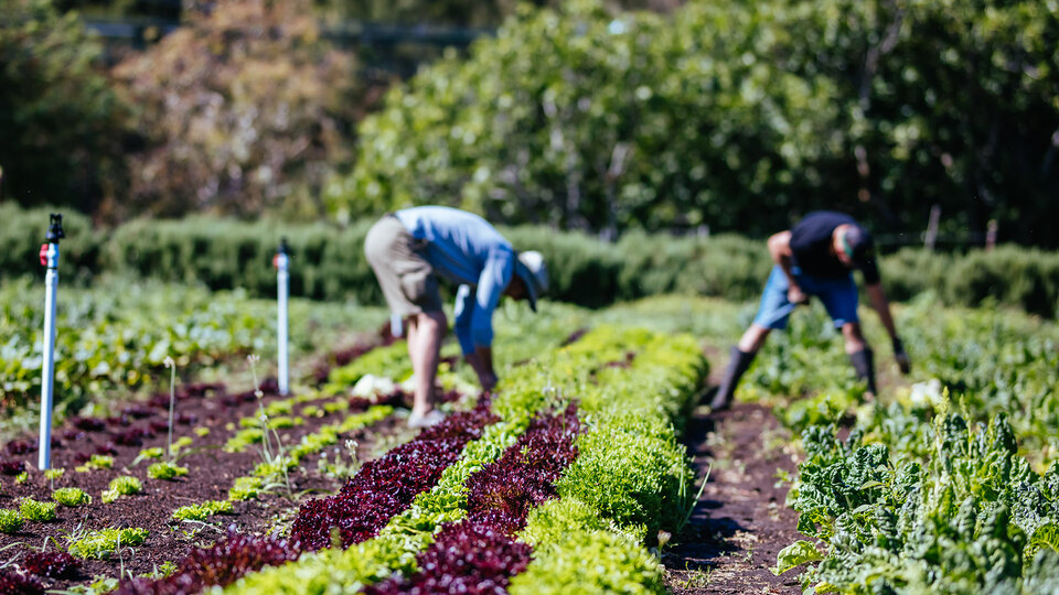 Gardening in Nebraska
